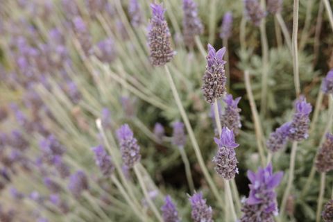 Lavender in bloom, Melbourne