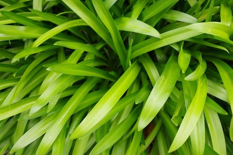 Green leaves