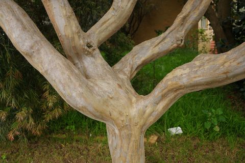 Tree trunk