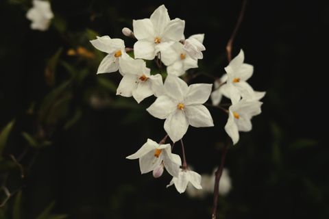 White flowers