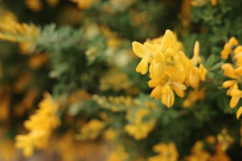 Yellow flowers