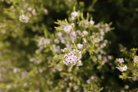 Small pale pink flowers